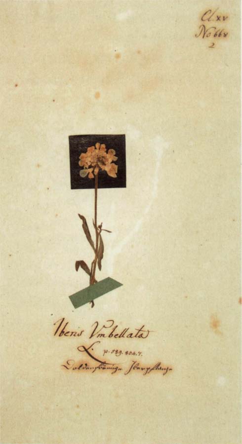 Johann Wolfgang von Goethe Herbarium sheet